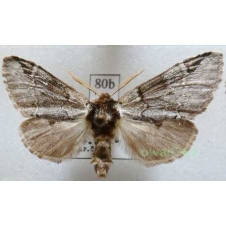Drymonia obliterata (Borkhausen, 1790) Czech80b